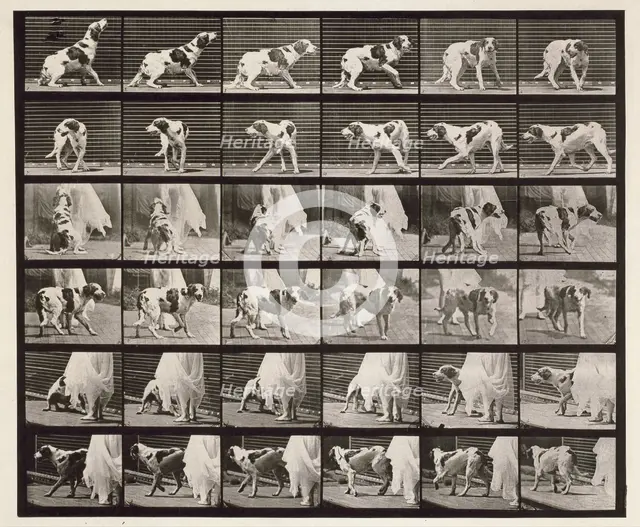 Dog, 1872-1885.  Creator: Eadweard J Muybridge.