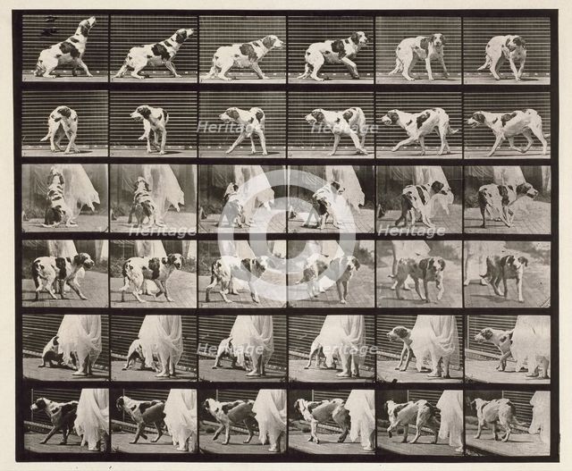 Dog, 1872-1885.  Creator: Eadweard J Muybridge.