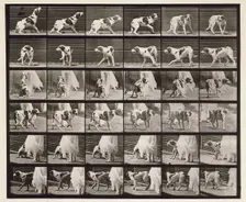 Dog, 1872-1885. Creator: Eadweard J Muybridge