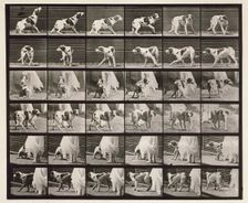 Dog, 1872-1885. Creator: Eadweard J Muybridge