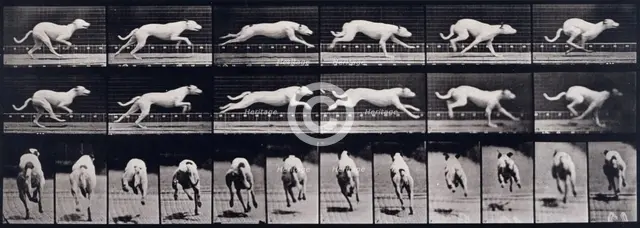 Dog, 1872-1885.   Creator: Eadweard J Muybridge.