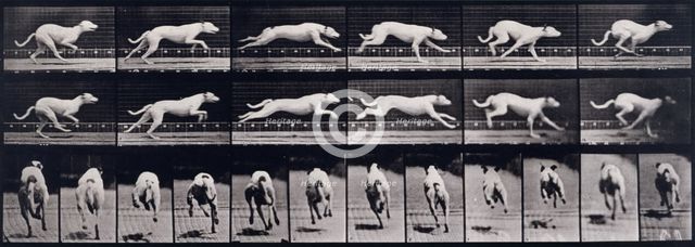 Dog, 1872-1885.   Creator: Eadweard J Muybridge.