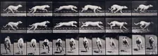 Dog, 1872-1885. Creator: Eadweard J Muybridge