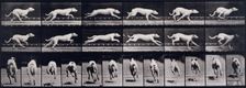 Dog, 1872-1885. Creator: Eadweard J Muybridge