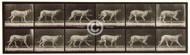Dog, 1872-1885.  Creator: Eadweard J Muybridge.