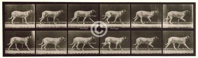 Dog, 1872-1885.  Creator: Eadweard J Muybridge.