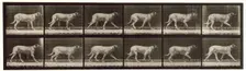Dog, 1872-1885. Creator: Eadweard J Muybridge