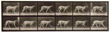 Dog, 1872-1885. Creator: Eadweard J Muybridge