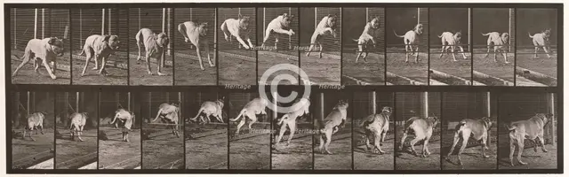 Dog, 1872-1885.  Creator: Eadweard J Muybridge.