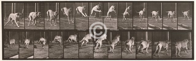 Dog, 1872-1885.  Creator: Eadweard J Muybridge.