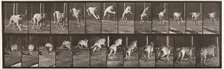 Dog, 1872-1885. Creator: Eadweard J Muybridge