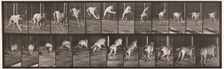 Dog, 1872-1885. Creator: Eadweard J Muybridge