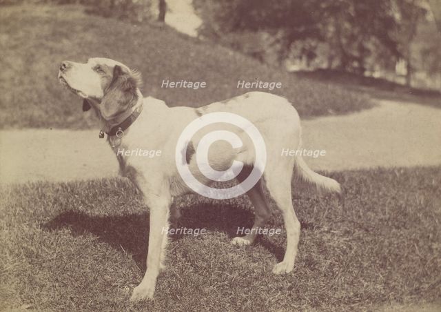 Dog, 1880s-90s. Creator: Unknown.