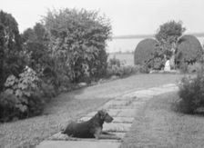 Dog on the grounds of "The Shallows," property of Lucien Hamilton Tyng, Southampton, Long Island, 19 Creator: Arnold Genthe