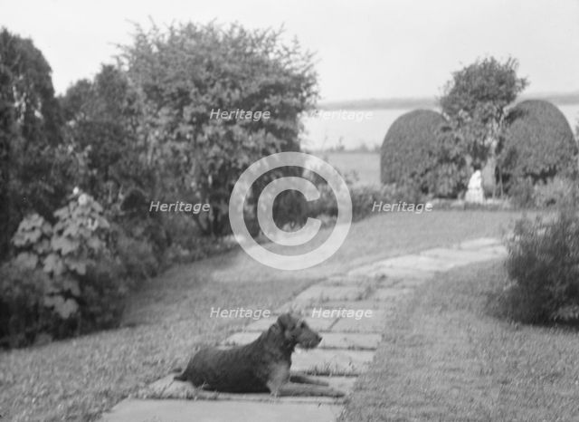 Dog on the grounds of "The Shallows," property of Lucien Hamilton Tyng, Southampton, Long Island, 19 Creator: Arnold Genthe.