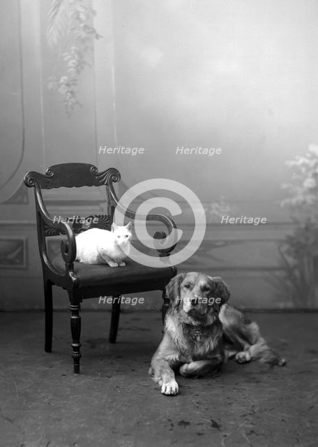 Dog and cat photographed in Carl Christersson's studio, Landskrona, Sweden, 1910. Creator: Unknown.