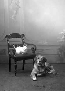 Dog and cat photographed in Carl Christersson's studio, Landskrona, Sweden, 1910
