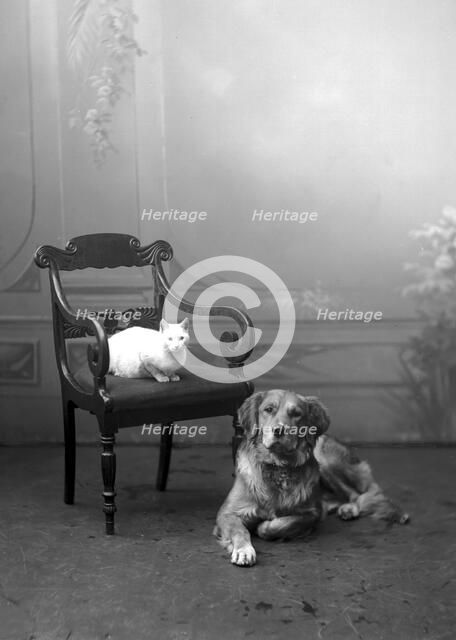 Dog and cat photographed in Carl Christersson's studio, Landskrona, Sweden, 1910. Artist: Unknown