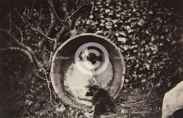 Dog and Puppy in Barrel, late 1870's. Creator: Auguste Giraudon's Artist (French).