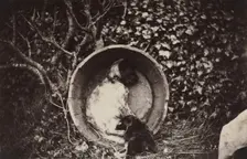 Dog and Puppy in Barrel, late 1870's. Creator: Auguste Giraudon's Artist (French)