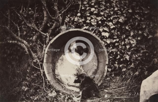Dog and Puppy in Barrel, late 1870's. Creator: Auguste Giraudon's Artist (French).