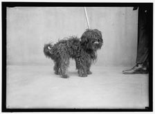Dog, between 1910 and 1917. Creator: Harris & Ewing