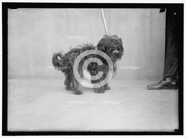Dog, between 1910 and 1917. Creator: Harris & Ewing.