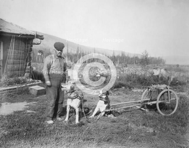Dog cart, 1916. Creator: Unknown.