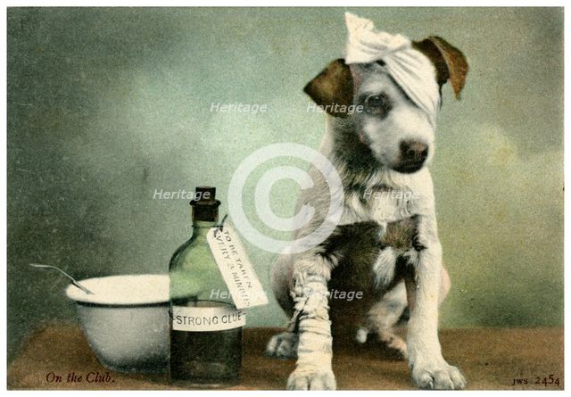 Dog in bandages. Artist: Unknown