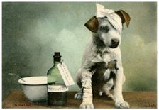 Dog in bandages