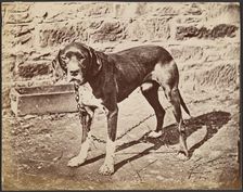 Dog, late 19th century. Creator: Unknown