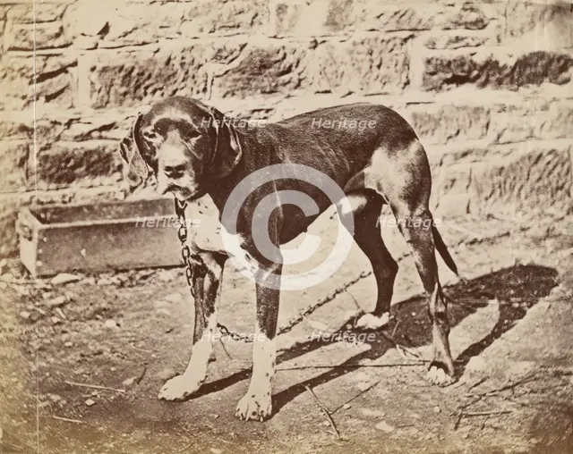Dog, late 19th century. Creator: Unknown.