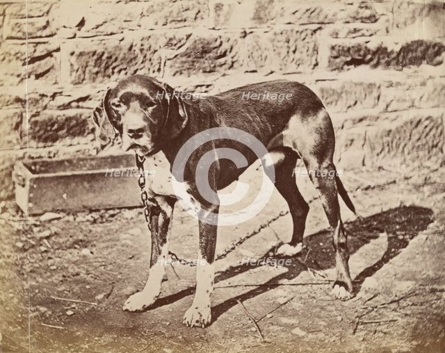 Dog, late 19th century. Creator: Unknown.