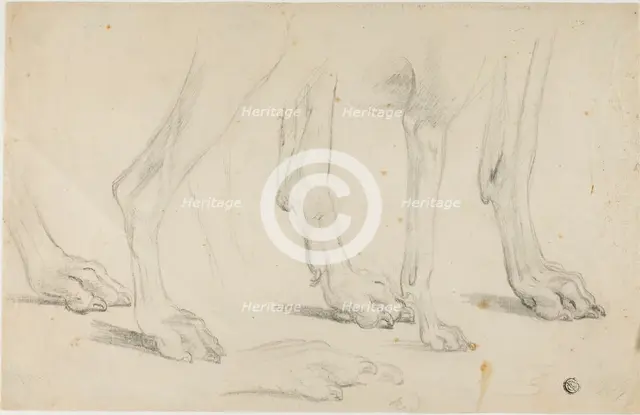 Dog Paws, n.d. Creator: Sawrey Gilpin.