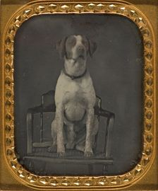 Dog Posing for Portrait in Photographer's Studio Chair, ca. 1855. Creator: Rufus Anson