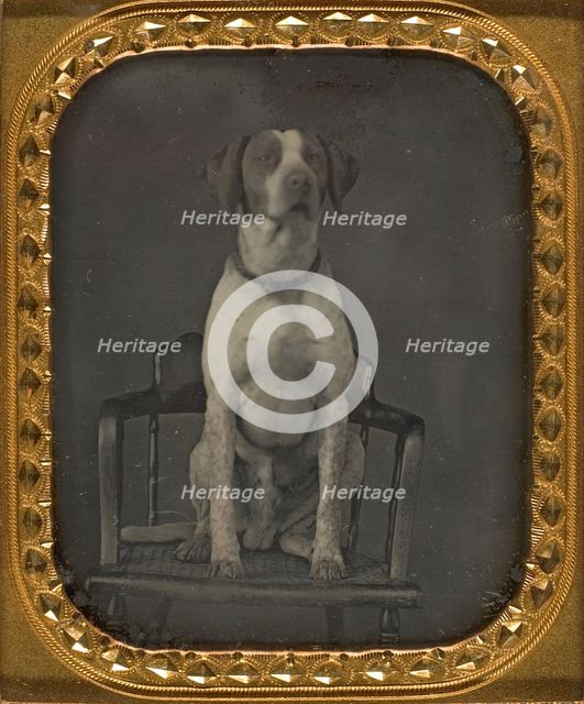 Dog Posing for Portrait in Photographer's Studio Chair, ca. 1855. Creator: Rufus Anson.