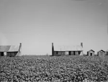 Dog run cabins of the Mississippi Delta, 1937. Creator: Dorothea Lange