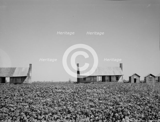 Dog run cabins of the Mississippi Delta, 1937. Creator: Dorothea Lange.