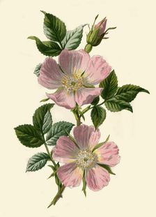 Dog-Rose 1877. Creator: Frederick Edward Hulme