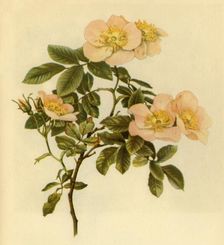 Dog Rose c1890-1908, (1944). Creator: Alfred William Parsons