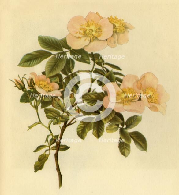 'Dog Rose', c1890-1908, (1944).  Creator: Alfred William Parsons.