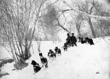Dog sled expedition in the forest, 1910-1929. Creator: Ivan Emelianovich Larin