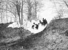 Dog sled in the forest, 1910-1929. Creator: Ivan Emelianovich Larin
