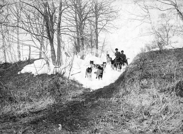 Dog sled in the forest, 1910-1929. Creator: Ivan Emelianovich Larin.