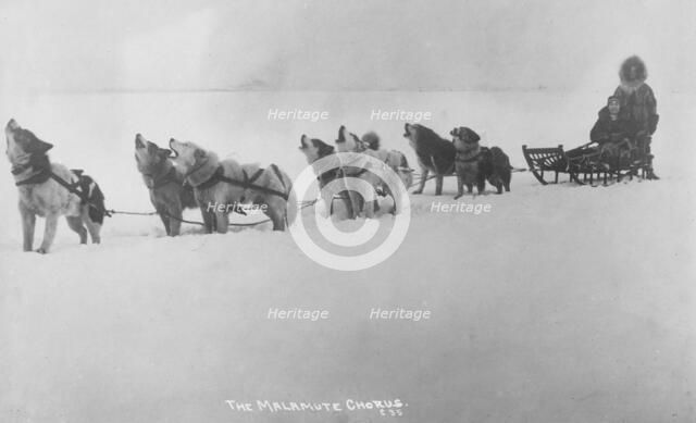 Dog sled team barking , 1920. Creator: Unknown.