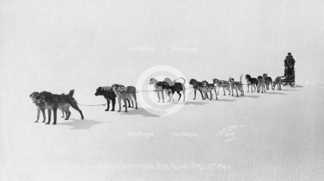Dog team at Seventh All Alaska Sweepstakes, April 13, 1914. Creator: Unknown.