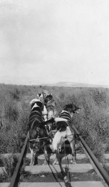 Dog team, between c1900 and 1916. Creator: Unknown