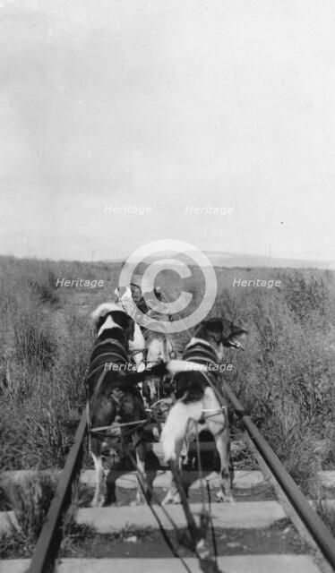Dog team, between c1900 and 1916. Creator: Unknown.