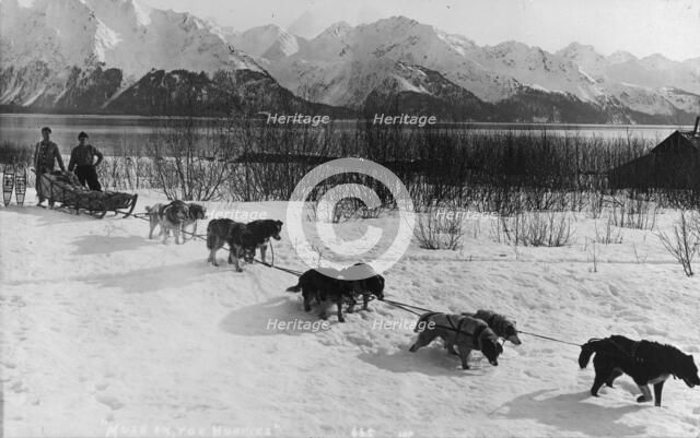 Dog team, between c1900 and c1930. Creator: Unknown.