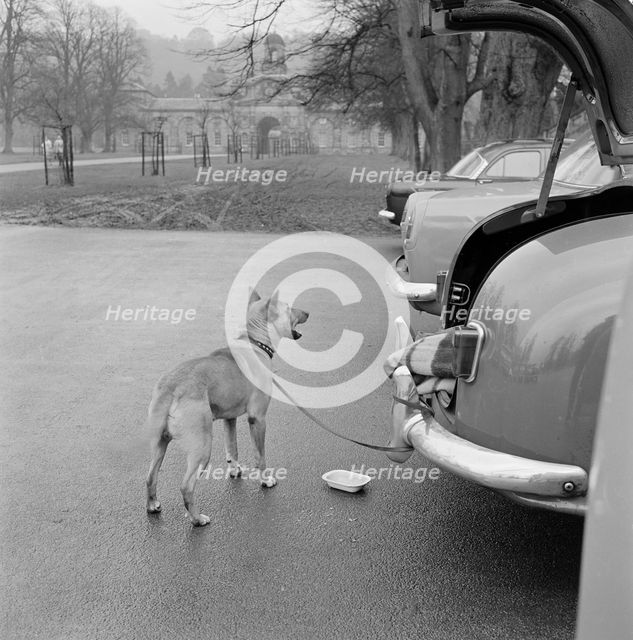 Dog tethered near the stables, Chatsworth House, Derbyshire, 1959. Artist: John Gay